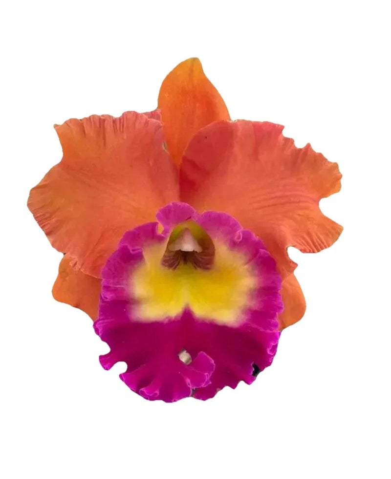 Orange orchid flower with purple-magenta center and yellow throat