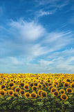 Yellow Sunflower Field Under Blue Sky Art Wall Decor - POSTER 20x30 Sunflower