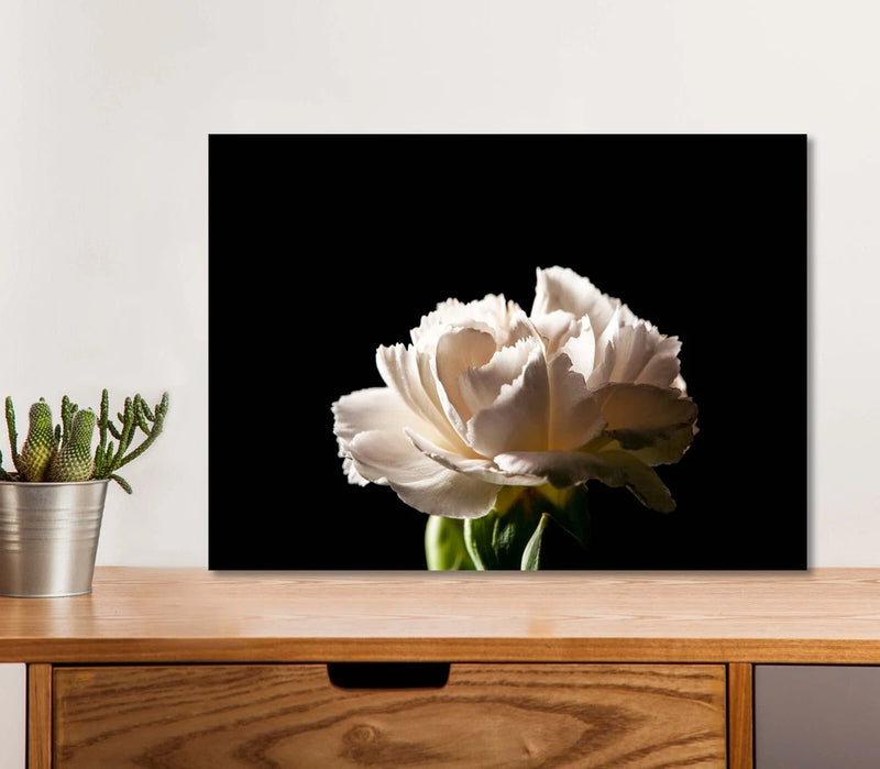 White Carnation Flower 5mm thick Plastic Poster Ready to Hang 60x45cm Carnation
