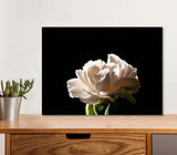 White Carnation Flower 5mm thick Plastic Poster Ready to Hang 60x45cm Carnation