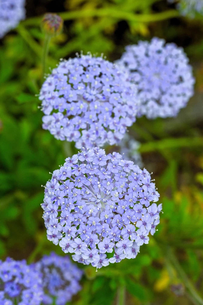 100 Organic BLUE LACE FLOWER aka Didiscus & Island Daisy Trachymene Coerulea Flo Flowering Plants