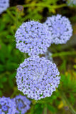 100 Organic BLUE LACE FLOWER aka Didiscus & Island Daisy Trachymene Coerulea Flo Flowering Plants