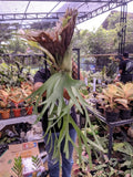 Platycerium Willinky Green Beauty Jumbo Size Real Picture Green Plant