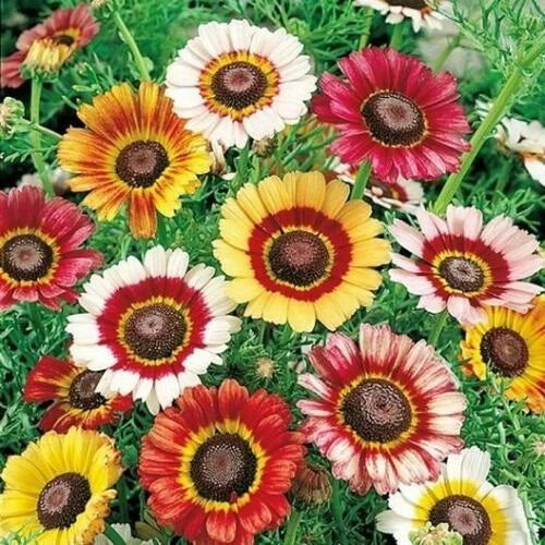 Painted Daisy Seeds | Heirloom / Non-GMO | Free Shipping | Flower Seeds | 1179 Daisies