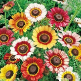 Painted Daisy Seeds | Heirloom / Non-GMO | Free Shipping | Flower Seeds | 1179 Daisies