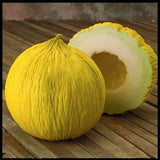 50 GOLDEN BEAUTY CASABA MELON SEEDS NON-GMO FRESH HARVEST FOR GARDENS Garden Plants