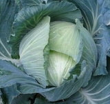 LATE FLAT DUTCH CABBAGE SEEDS 300+ GROW garden FAVORITES culinary FREE SHIPPING Garden Plants