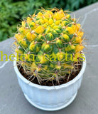 $28.11 Garden Plants