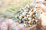 Dried White Daisy Bunch, Dried Ammobium , Winged Everlasting, grown in USA Dried Flower