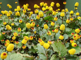 100 TOOTHACHE / EYEBALL PLANT Spilanthes Oleracea Flower Seeds Red Yellow CombSH Flowering Plants