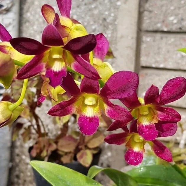 Small potted orchid with dark magenta and yellow flowers, spotted lips and green leaves