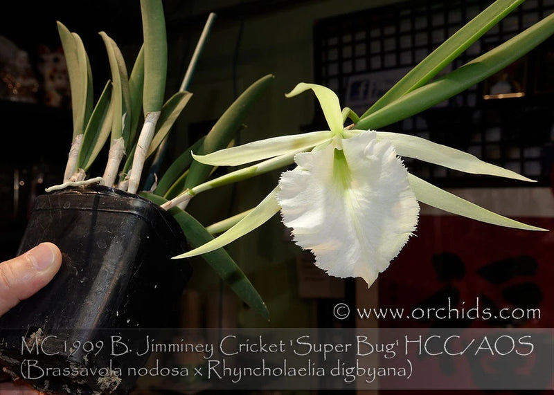 White orchid flower on green leaves, in dark pot