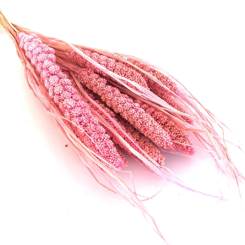 Natural Dried Tapestry Millet Grass Grain Flower Stem Bunch - Pink ((CLEARANCE)) Dried Flower