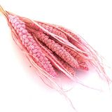 Natural Dried Tapestry Millet Grass Grain Flower Stem Bunch - Pink ((CLEARANCE)) Dried Flower