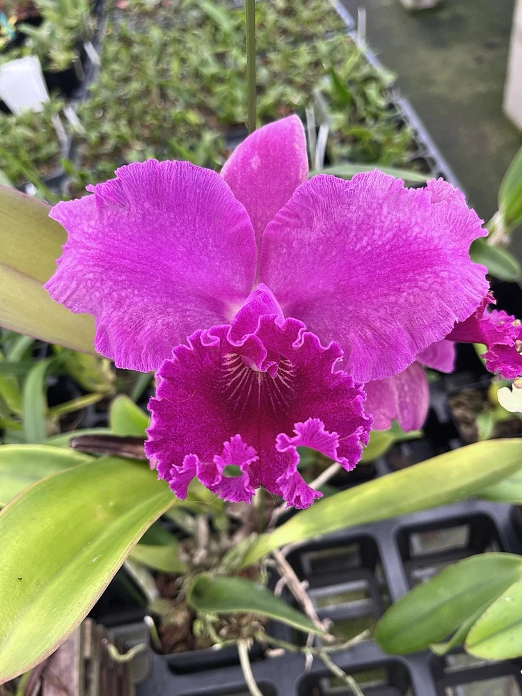 Cattleya orchid bloom with bright purple ruffled petals and darker center