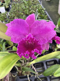 Cattleya Sailors Delight (Rlc Burdekin Storm X Regal Red Ô ParadiseÕ ) 4Ó Orchids