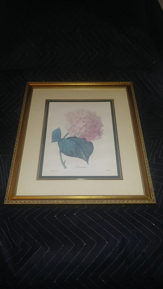 Hortensia~P.J. Redoute~ Matted & Framed Butiful Hydrangea