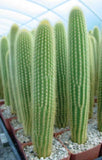 Weberbauerocereus johnsonii, columnar cacti outdoor garden cactus seed 20 SEEDS Garden Plants