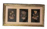 Vintage Framed Pressed Flowers Wall Art Dried Flower
