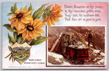 Postcard Sunflower Nevada State Flower D149 Sunflower