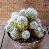 D5412 MAMMILLARIA BOCASANA pot16-H13-W17 cm MaMa Cactus Green Plant