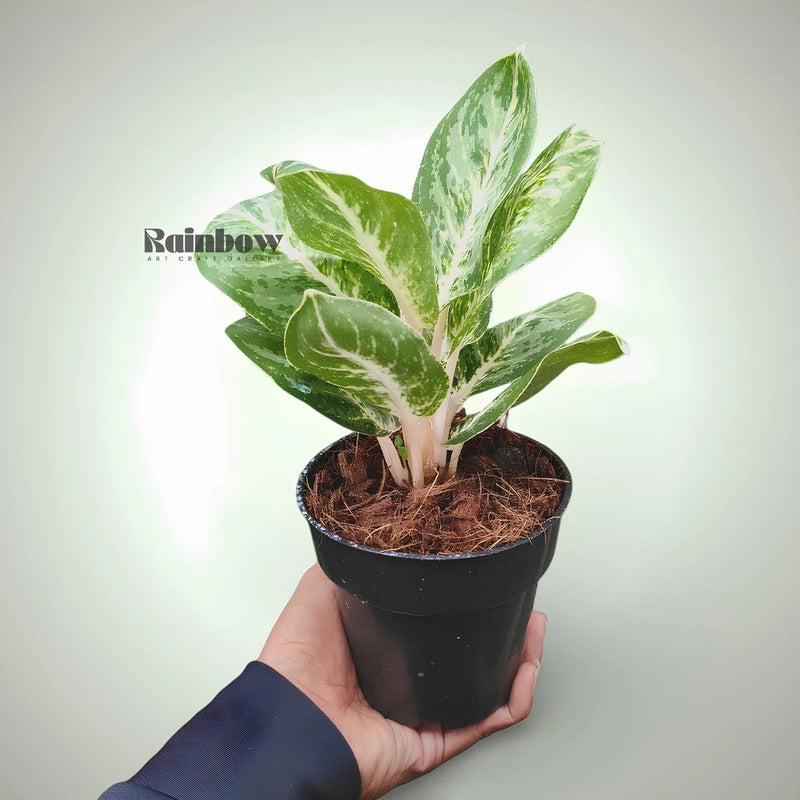 Ornamental variegated plant in black pot, green and cream speckled leaves