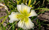 5 COCONUT LIME TWIST DAYLILY SEEDS - (Hemerocallis 'Coconut Lime Twist') Garden Plants