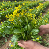 500 Rapeseed Seeds Ð Flowering Mustard Greens for Garden & Field Planting Garden Plants