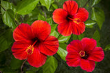 10 LUNA RED HARDY HIBISCUS Moscheutos Flower Small Bush Seeds *Flat S/H Flowering Plants