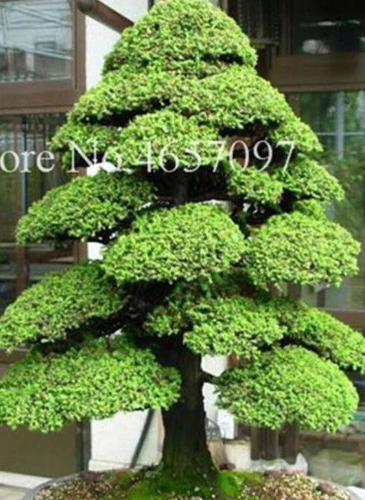20 SEEDS for BONSAI PINE TREE #12 dwarf mini rare exotic garden plant USA Seller Garden Plants