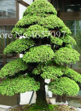 20 SEEDS for BONSAI PINE TREE #12 dwarf mini rare exotic garden plant USA Seller Garden Plants
