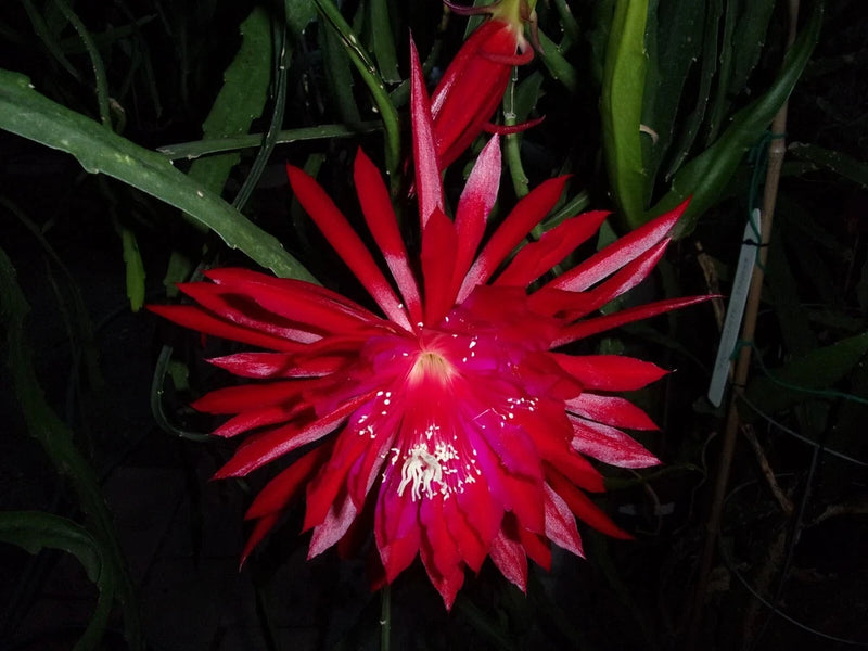 Red and pink star-shaped cutting orchid bloom with long petals