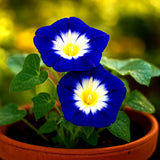 30 DWARF MORNING GLORY SEEDS __ | HUMMINGBIRD MIX ¥ CONTAINERS ¥ FREE SHIPPING Garden Plants