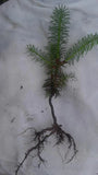Christmas Trees LOT OF TEN (10) Frasier Fir Seedlings Ships Spring 2026 Green Plant