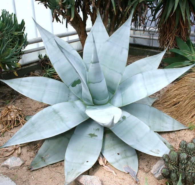 AGAVE GUIENGOLA, garden Creme Brulee exotic succulent plant rare seed 50 SEEDS Garden Plants