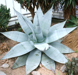 AGAVE GUIENGOLA, garden Creme Brulee exotic succulent plant rare seed 50 SEEDS Garden Plants
