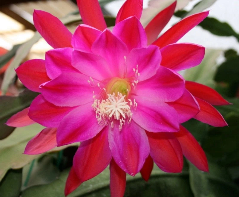 Orchid cactus flower with bright pink red petals and pale yellow center