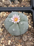 3PC LW Succulent Cactus Plant Beautiful Cactus Garden DŽcor Boutique Garden Plants
