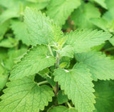 Live Catnip Plants Ð 2Ð6" Tall Ð No Pot Ð Aromatic Perennial Garden Herb Garden Plants