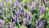 8 Pounds Hairy Vetch Seeds for Planting Cover Crop Grain Bee Pasture Pollinator Flowering Plants