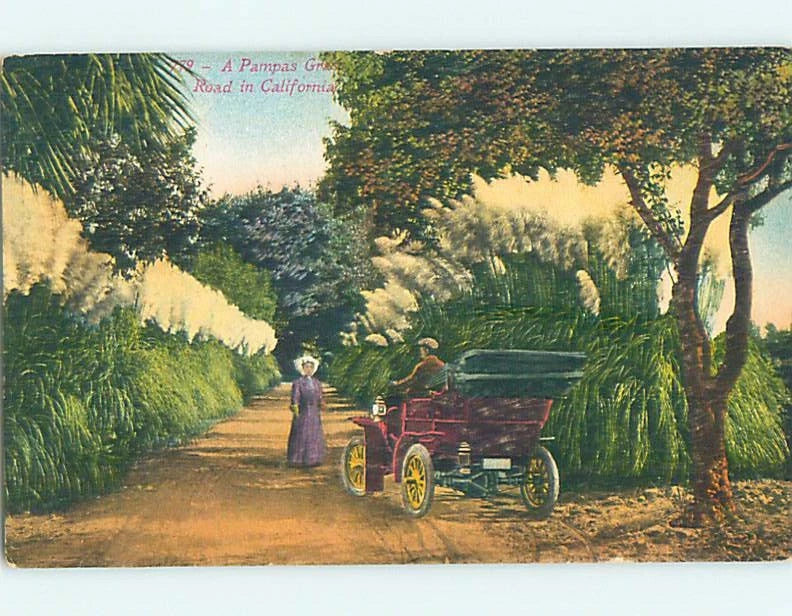 Unused Divided-Back DRIVING ON PAMPAS GRASS ROAD state of California HM5789 Pampas Grass