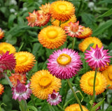 Sultane Strawflower Mix Color - Pack 100 Seeds - Annual White Blooms Plant Garden Plants