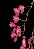 Pink drooping orchid flowers on branching stem