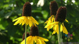 200+ Giant Coneflower Rudbeckia Seeds for Garden Planting - USA - FREE SHIPPING! Garden Plants