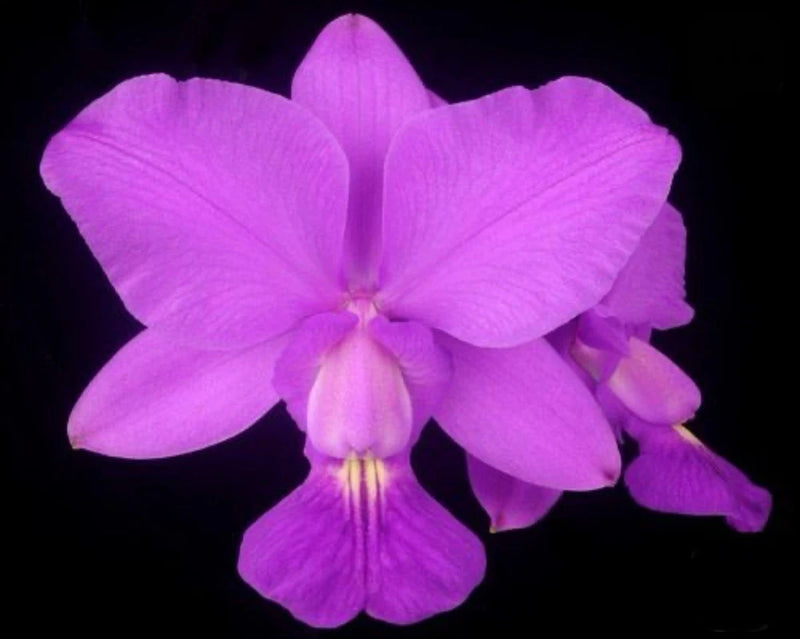Lavender orchid flower with layered petals and central yellow accents
