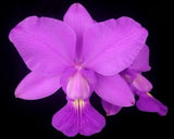 Cattleya walkeriana ÔSebastian FerrellÕ HCC Fragrant Species Orchid Eros 6Ó Pot Orchids