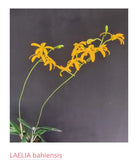 Orchid live Laelia bahiensis - bare root Orchids