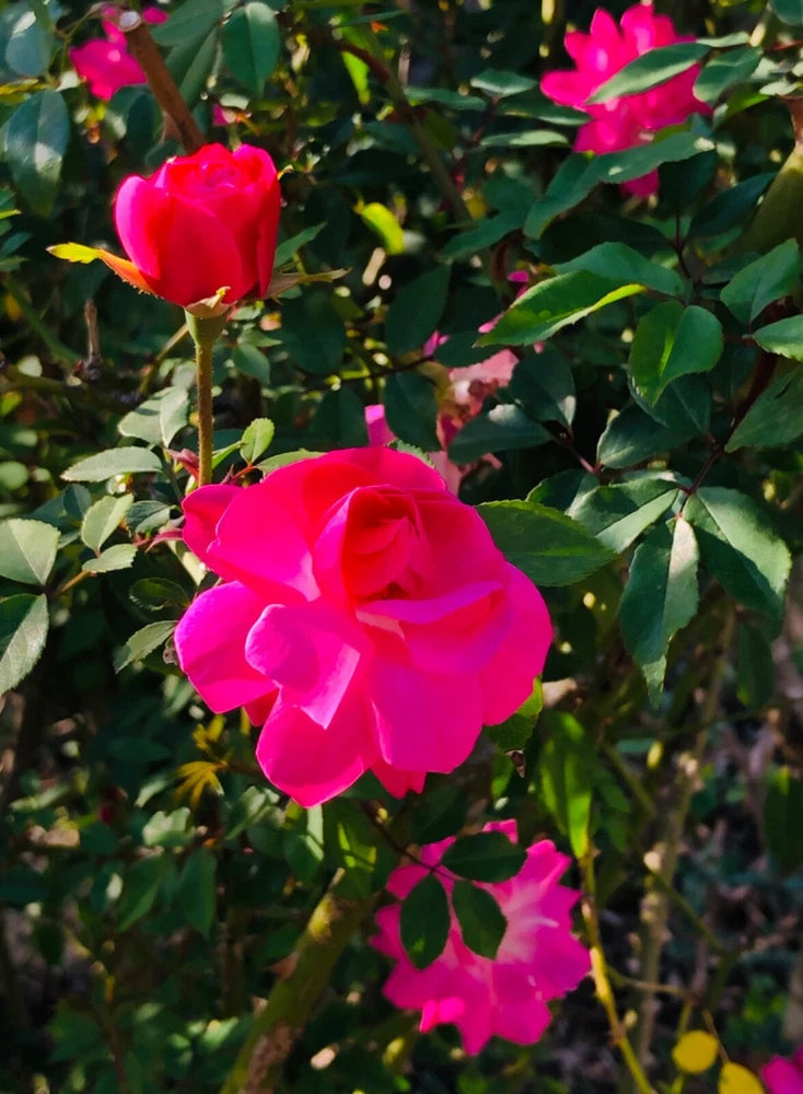 Pink rose bush with bright blooms and glossy green leaves