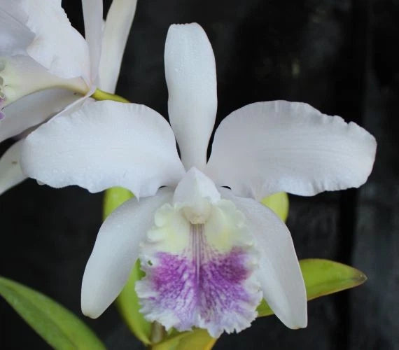 Orchids Laelia Cattleya intermedia coerulea x C. mossiae coeruleaÑSELECT!! Orchids
