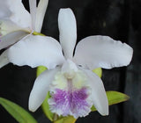 Orchids Laelia Cattleya intermedia coerulea x C. mossiae coeruleaÑSELECT!! Orchids